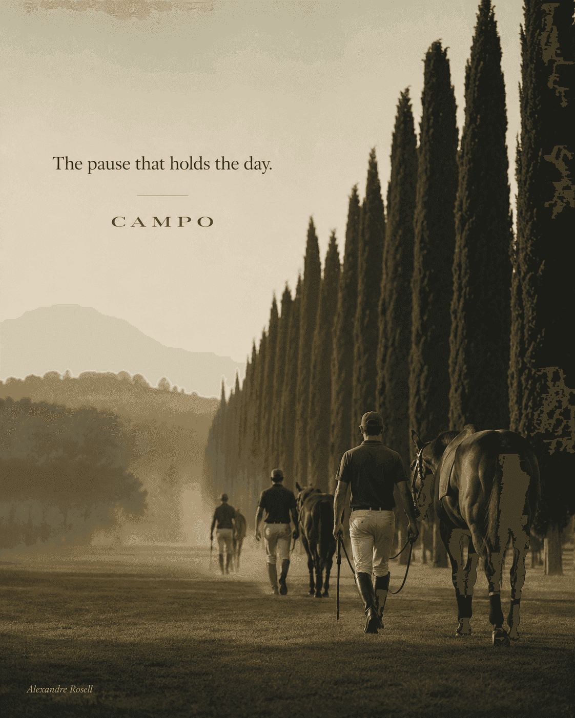 Polo players walking their ponies down a cypress avenue in low morning mist.